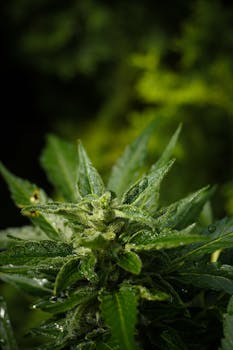 Fotografía macro de alta calidad de una planta de cannabis mostrando hojas verdes y tricomas visibles.