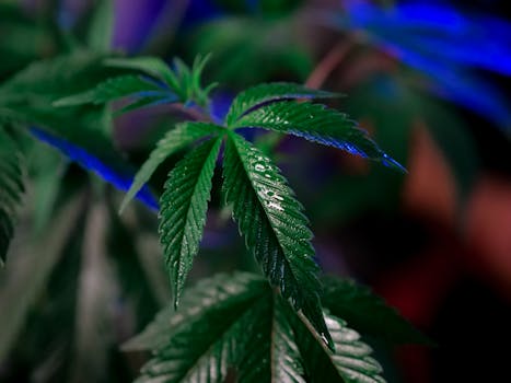 Primer plano detallado de exuberantes hojas de cannabis con gotitas de agua, mostrando vibrantes tonos verdes.