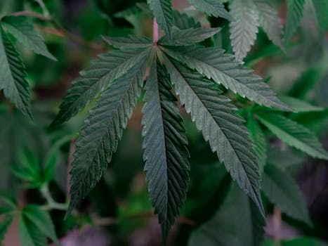 Primer plano detallado de una hoja de cannabis que muestra su textura y detalle en un invernadero.