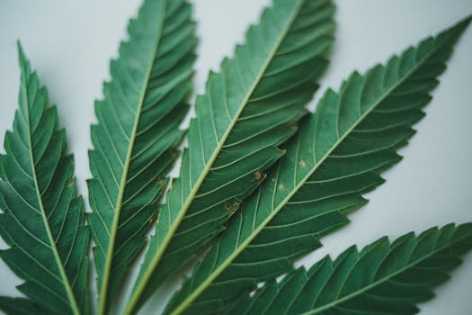 Primer plano detallado de hojas de cannabis verdes sobre un fondo claro.