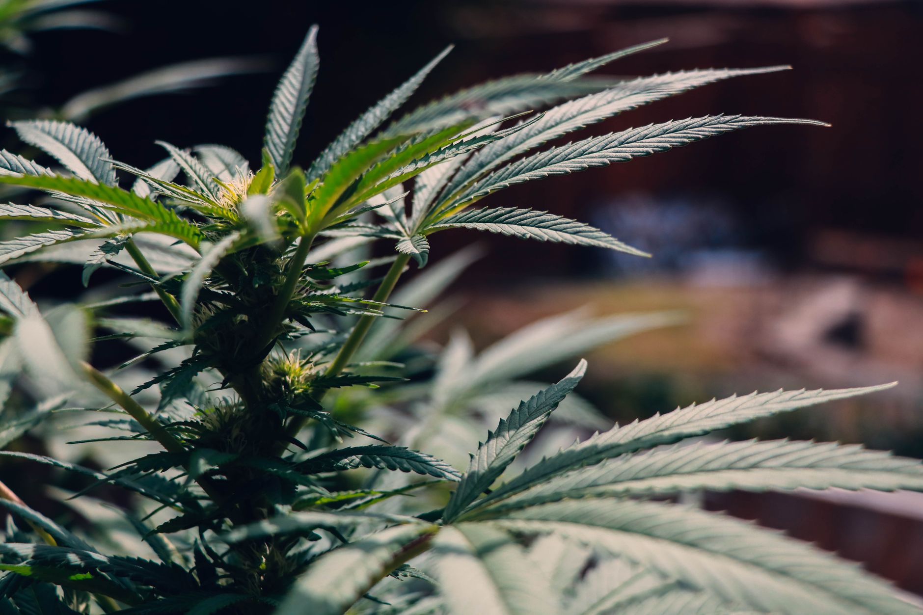 Vista detallada de una planta de cannabis con hojas verdes vibrantes en un entorno exterior, ideal para temáticas médicas y botánicas.