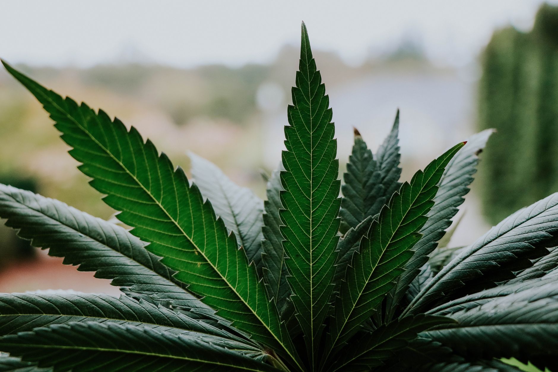 Primer plano de hojas de cannabis vibrantes al aire libre, mostrando su belleza natural y simetría.