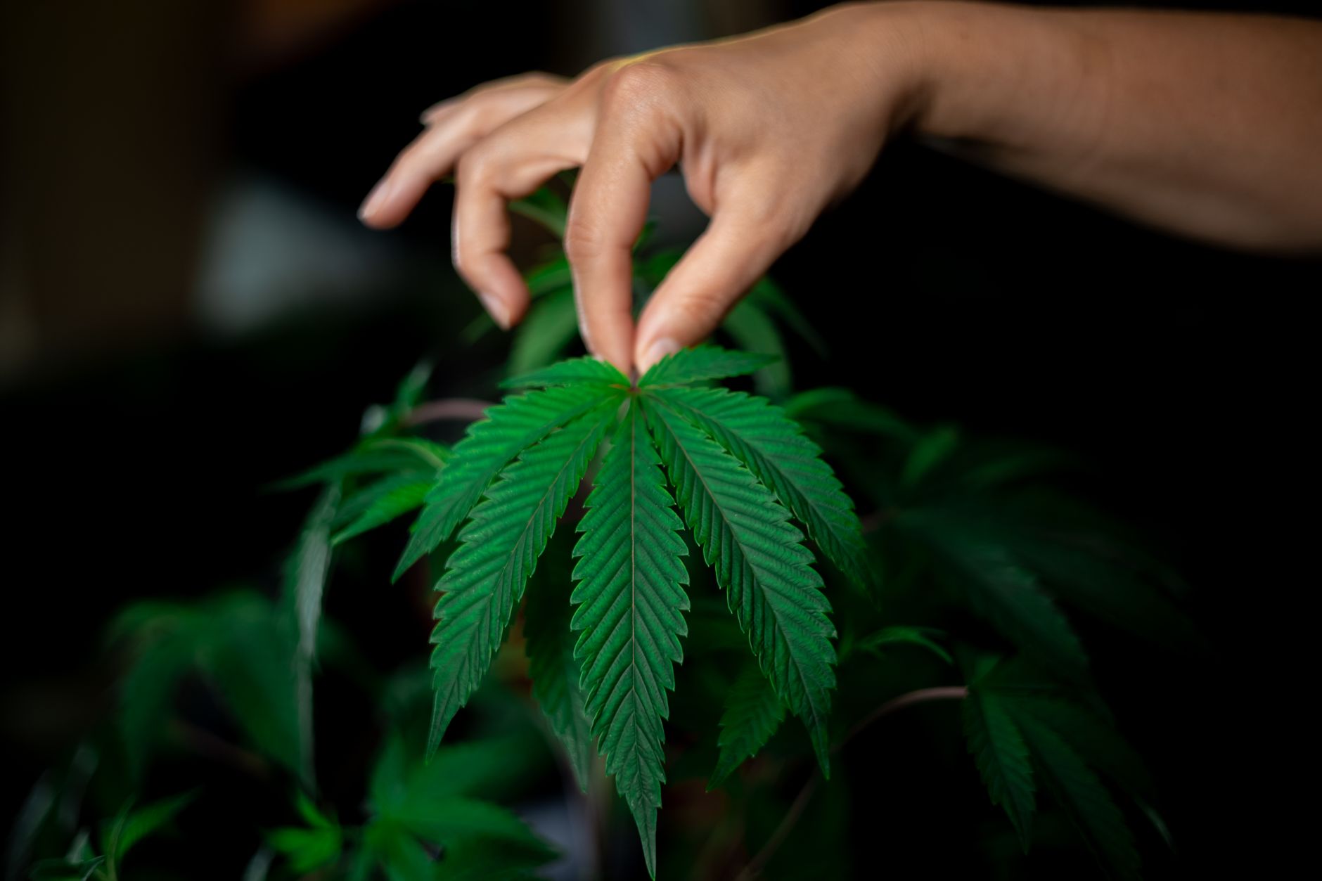 Primer plano de una mano sosteniendo suavemente una hoja de cannabis, destacando su exuberante textura verde y sus detalles.