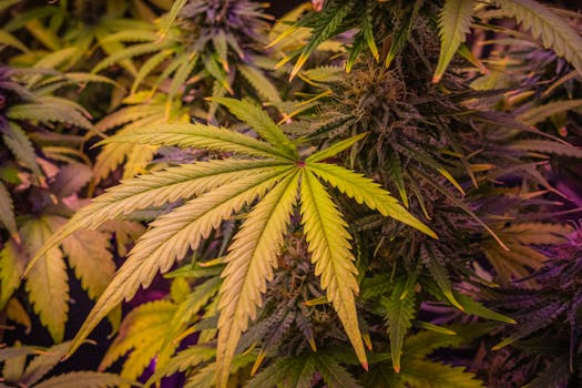 Vista de cerca de exuberantes plantas de cannabis mostrando hojas y cogollos en detalle.