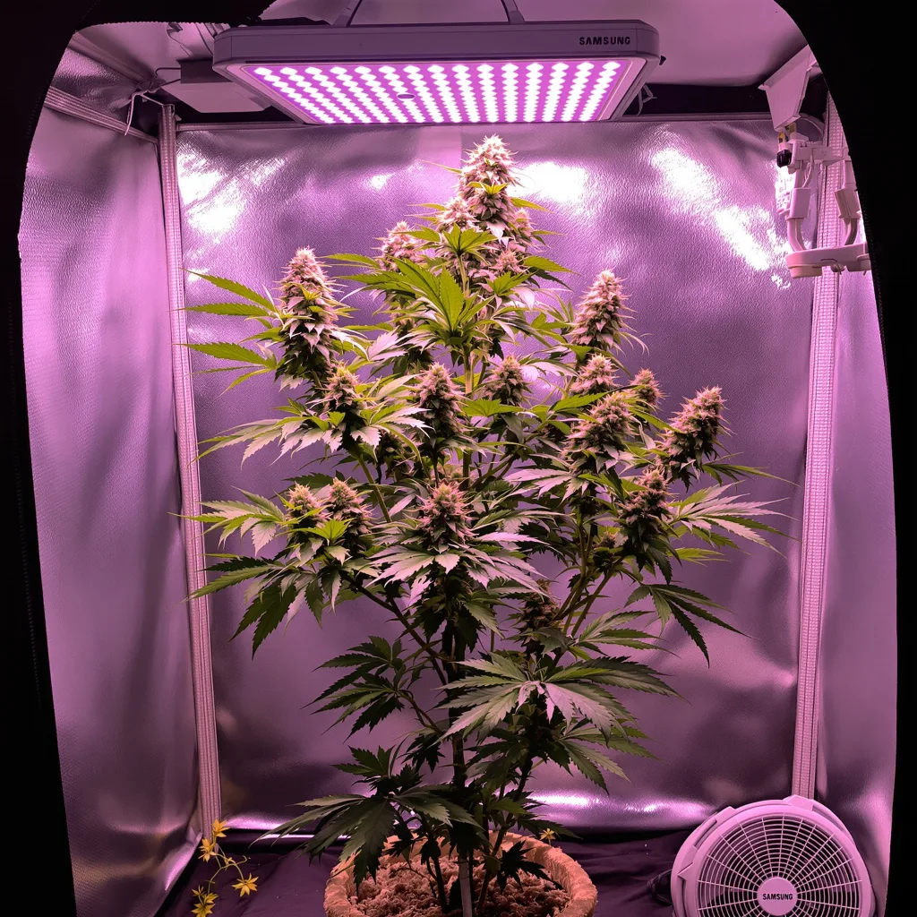 Planta de cannabis $100 OG en fase de floración — 120-180 cm feminizada