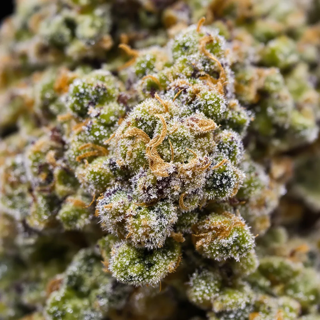Primer plano de cogollo de cannabis 13 Dawgs mostrando estructura abierta con pistilos naranjas