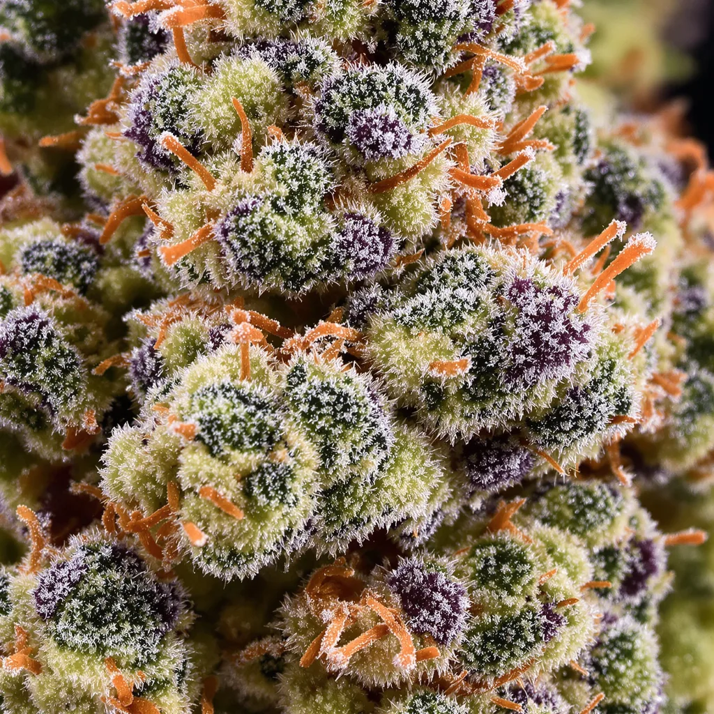 Primer plano de cogollo de cannabis 24k Gold mostrando estructura equilibrada con tricomas escarchados