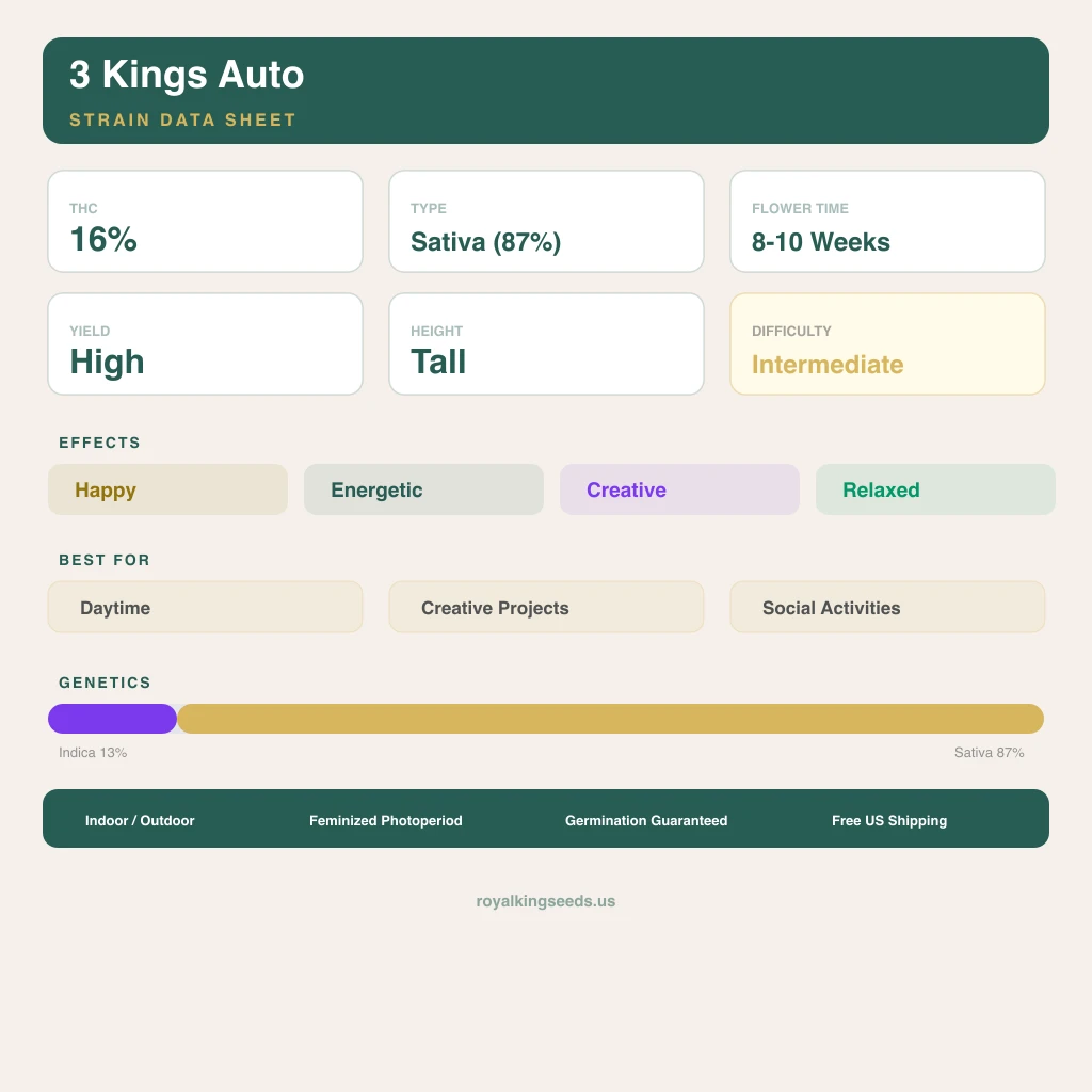 3 Kings 13% indica / 87% sativa — flor con tricomas visibles