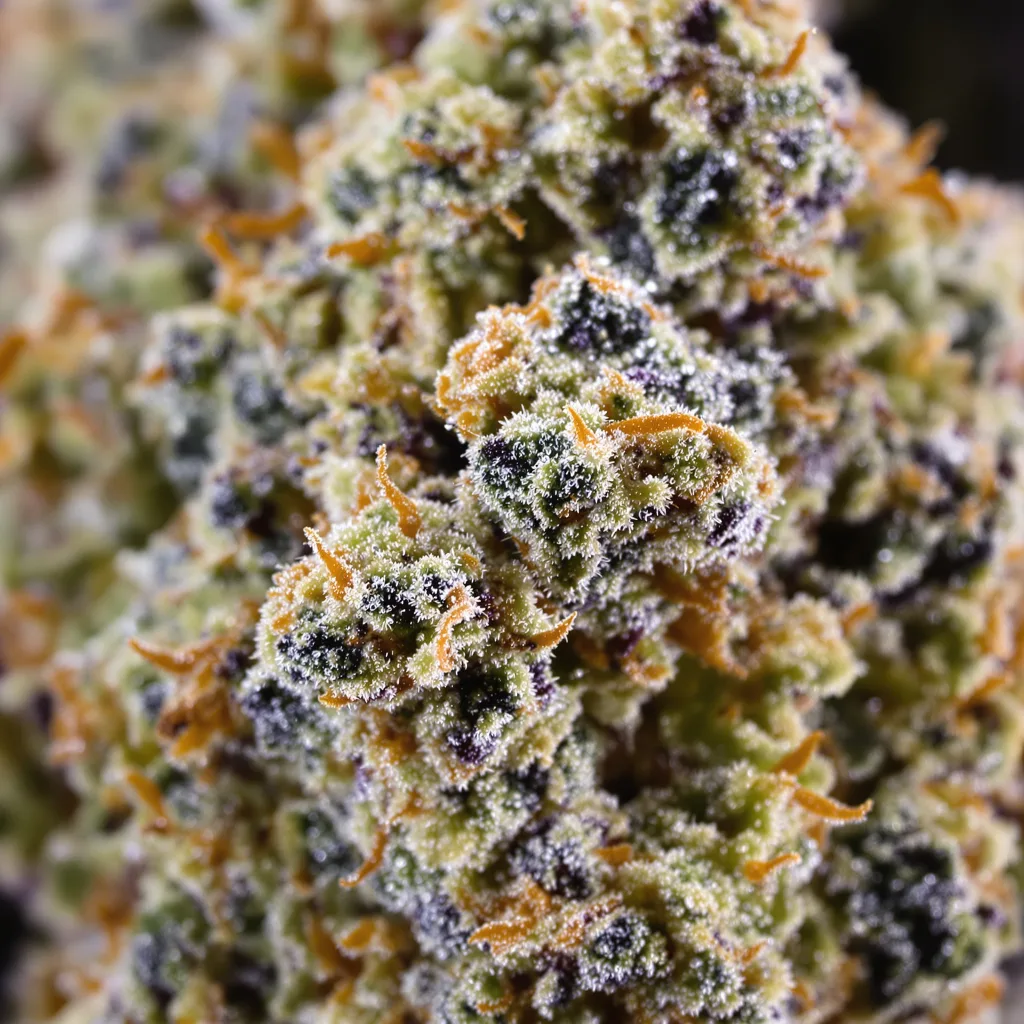 Primer plano de cogollo de cannabis 303 OG mostrando estructura equilibrada con tricomas escarchados
