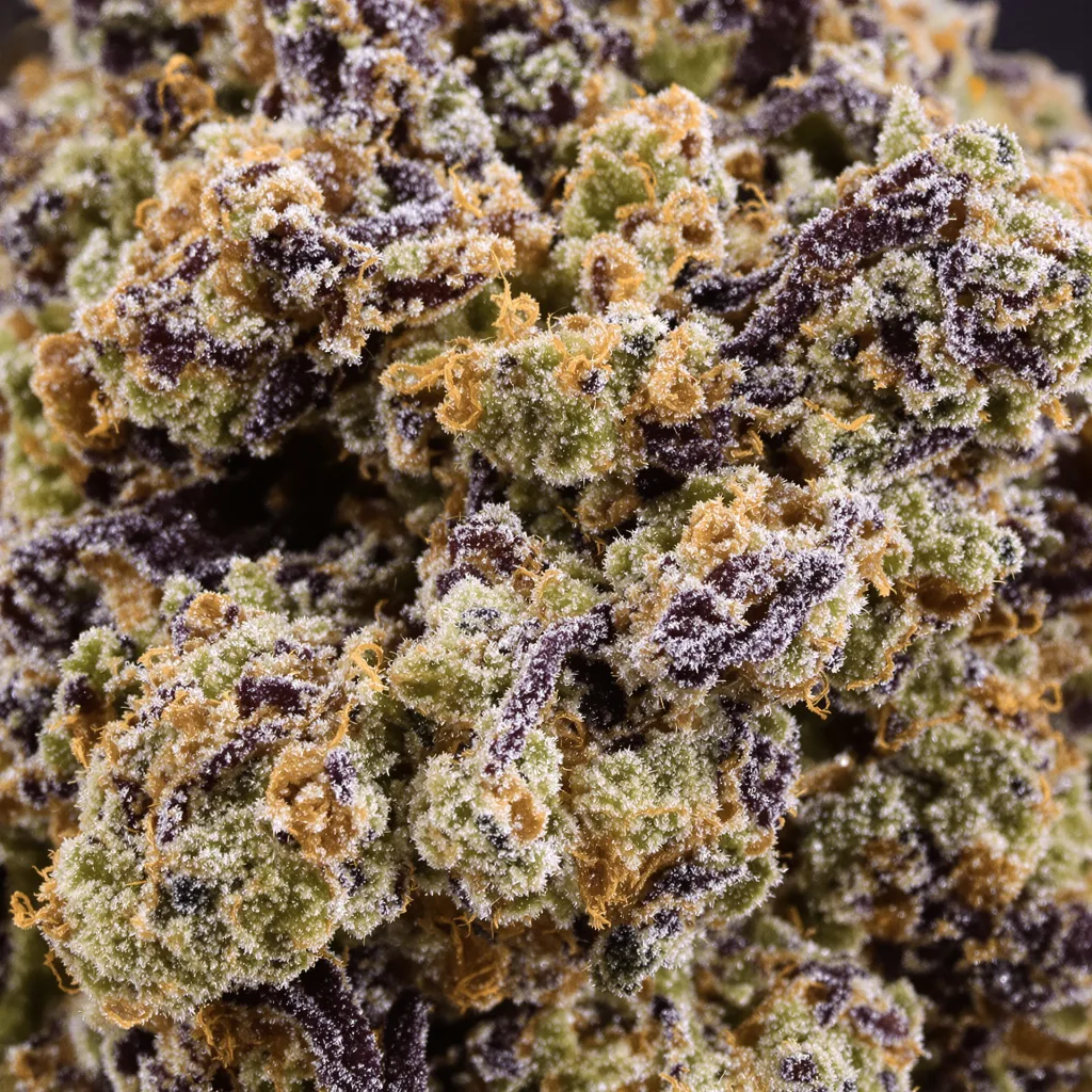 Primer plano de cogollo de cannabis 41 Cherries mostrando cálices densos con tonos morados