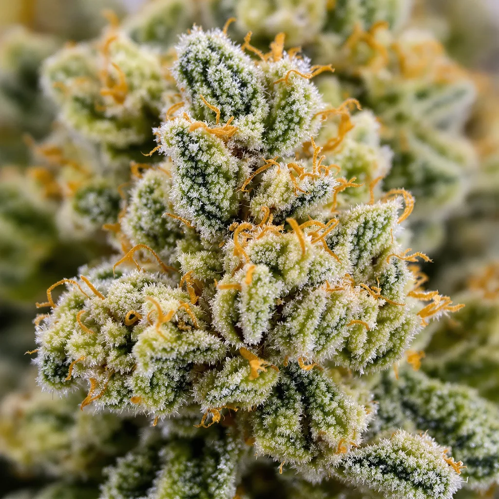 Primer plano de cogollo de cannabis 5 Alive mostrando estructura aireada verde lima