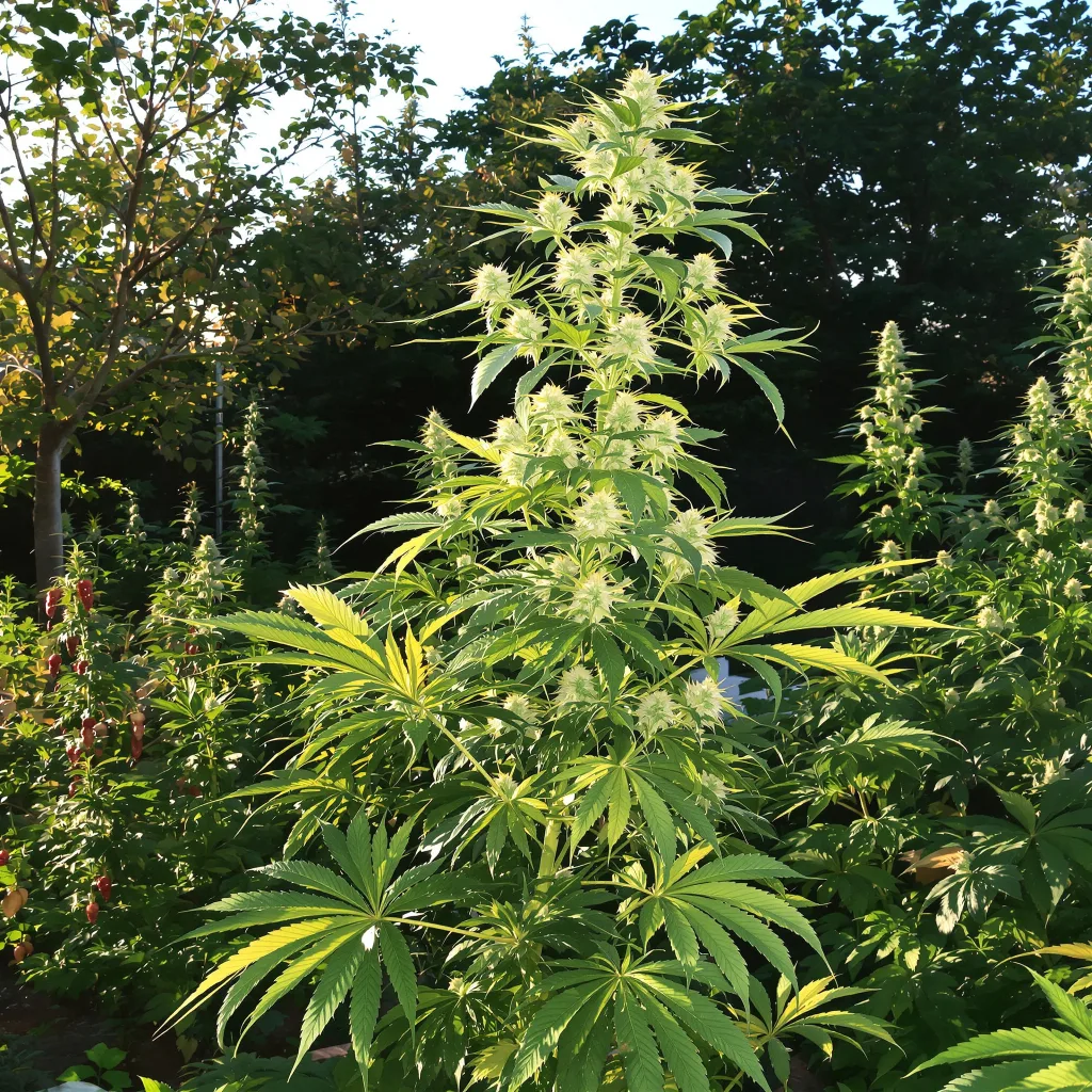 5 Alive 18% indica / 82% sativa — flor con tricomas visibles