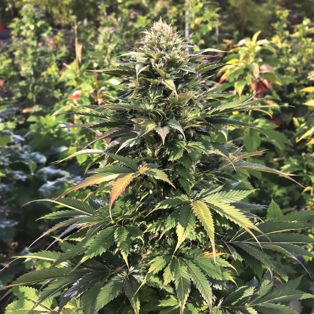 501st OG 74% indica / 26% sativa — flor con tricomas visibles