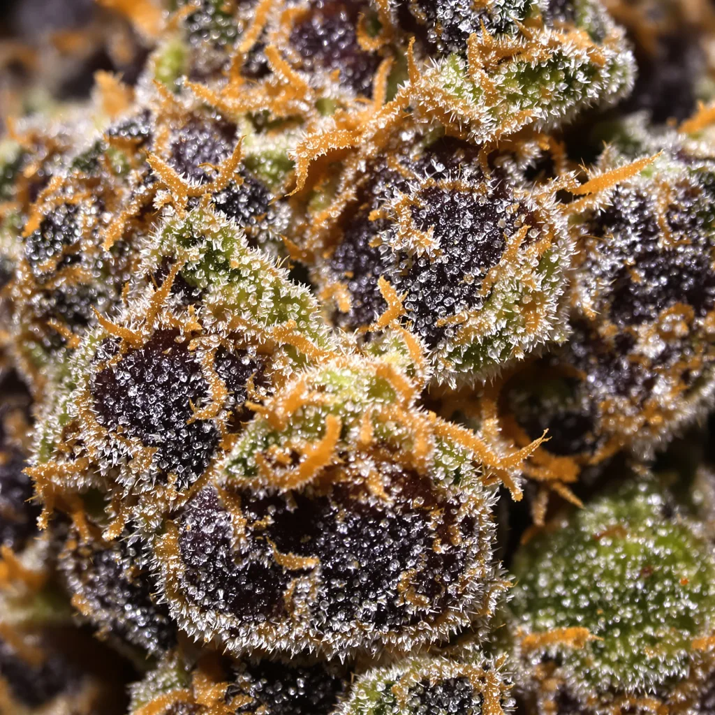 Primer plano de cogollo de cannabis 5th Element mostrando cálices densos con tonos morados