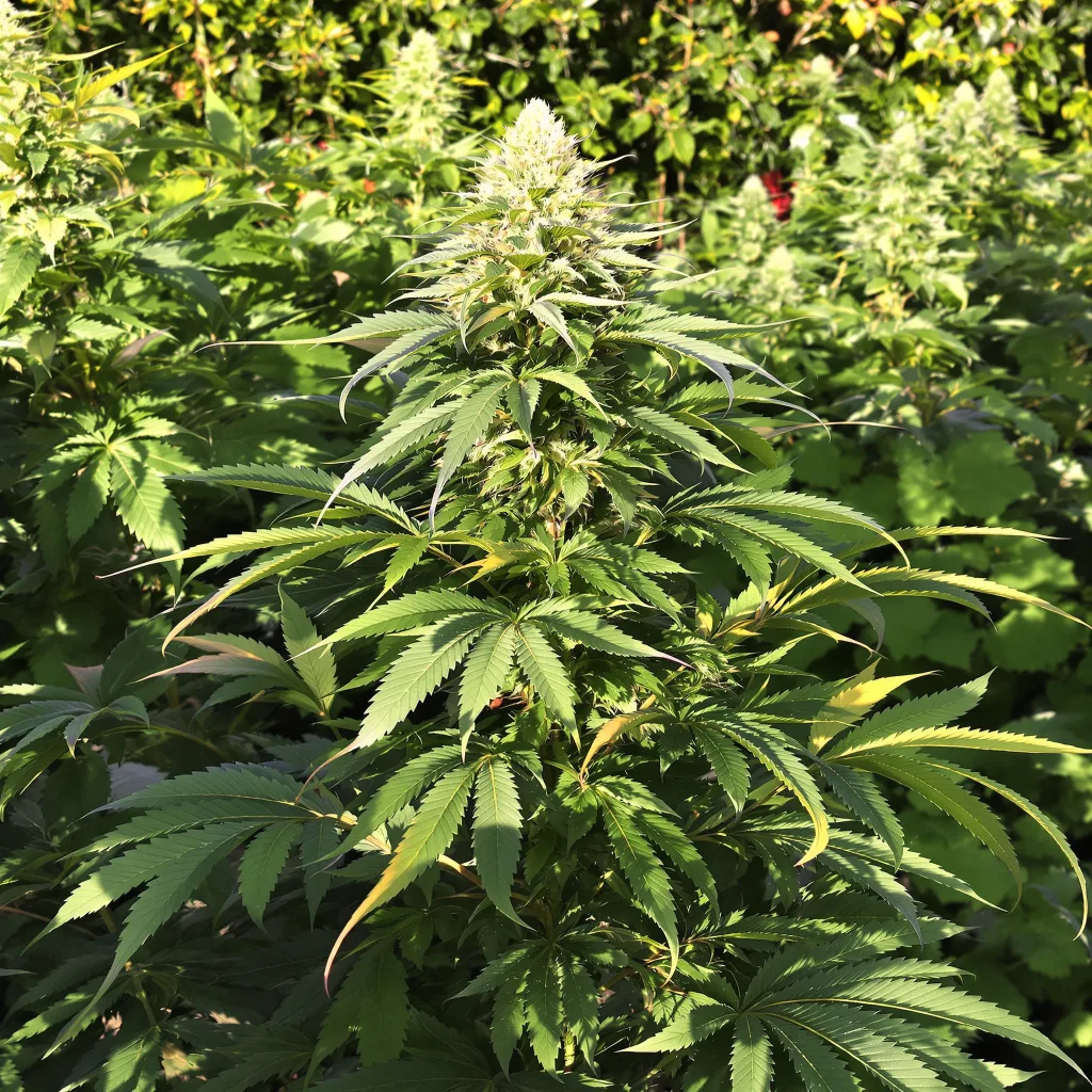 A-Train 79% indica / 21% sativa — flor con tricomas visibles