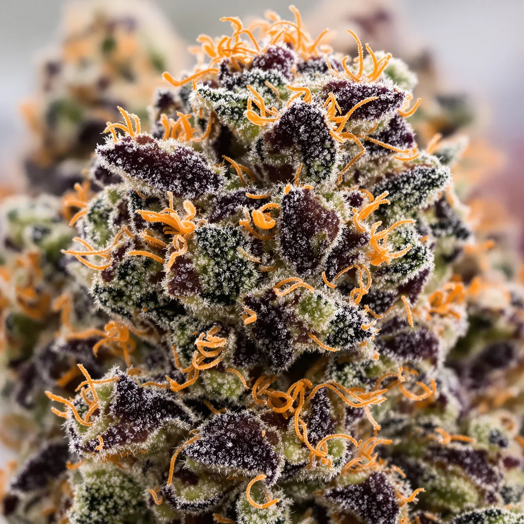 Primer plano de cogollo de cannabis Abusive OG mostrando cálices densos con tonos morados