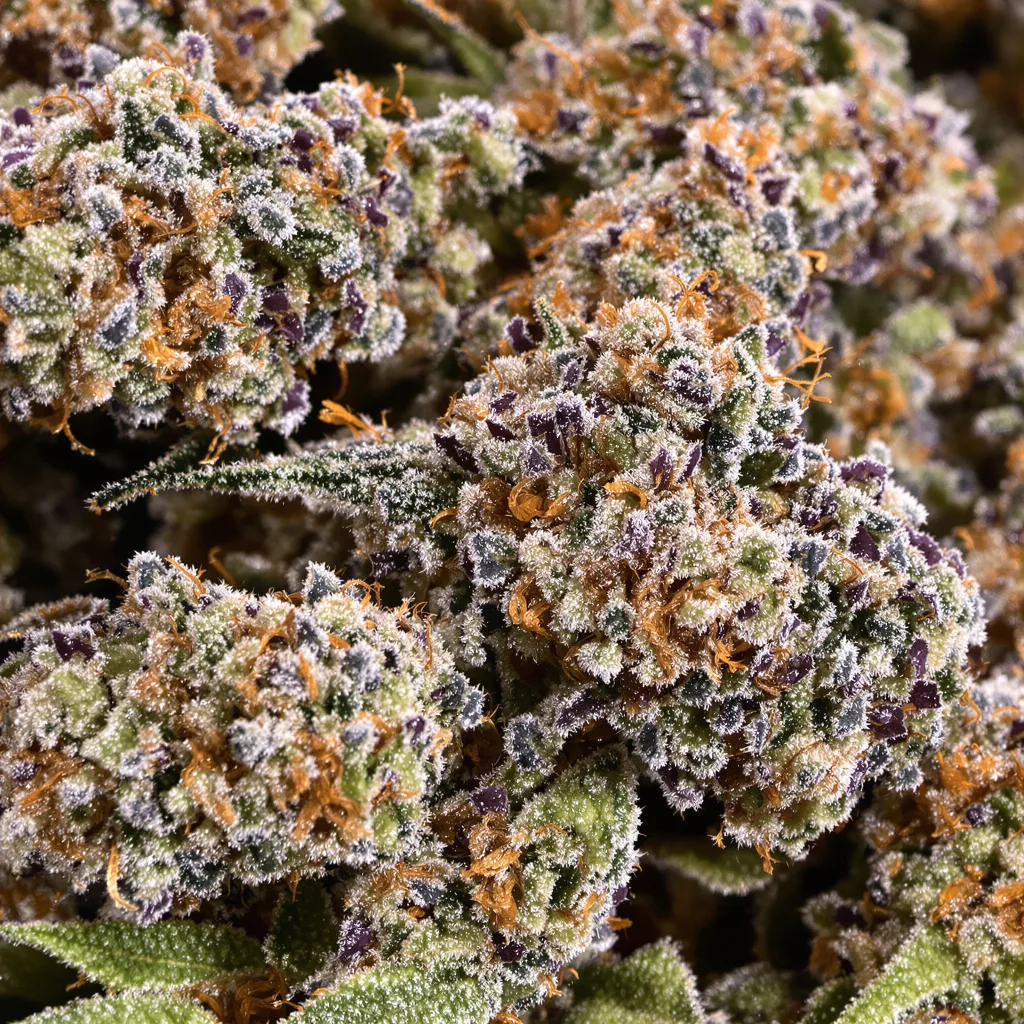 Primer plano de cogollo de cannabis Abusive OG mostrando cálices densos con tonos morados