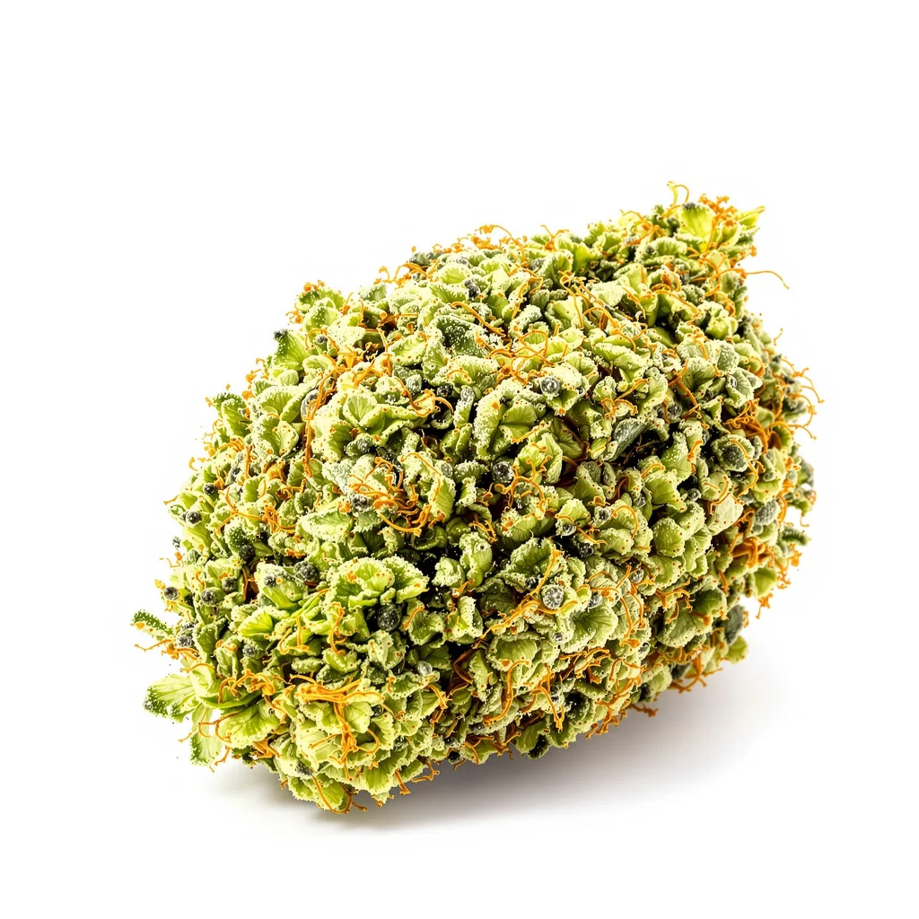 Acapulco Gold 20% indica / 70% sativa — flor con tricomas visibles