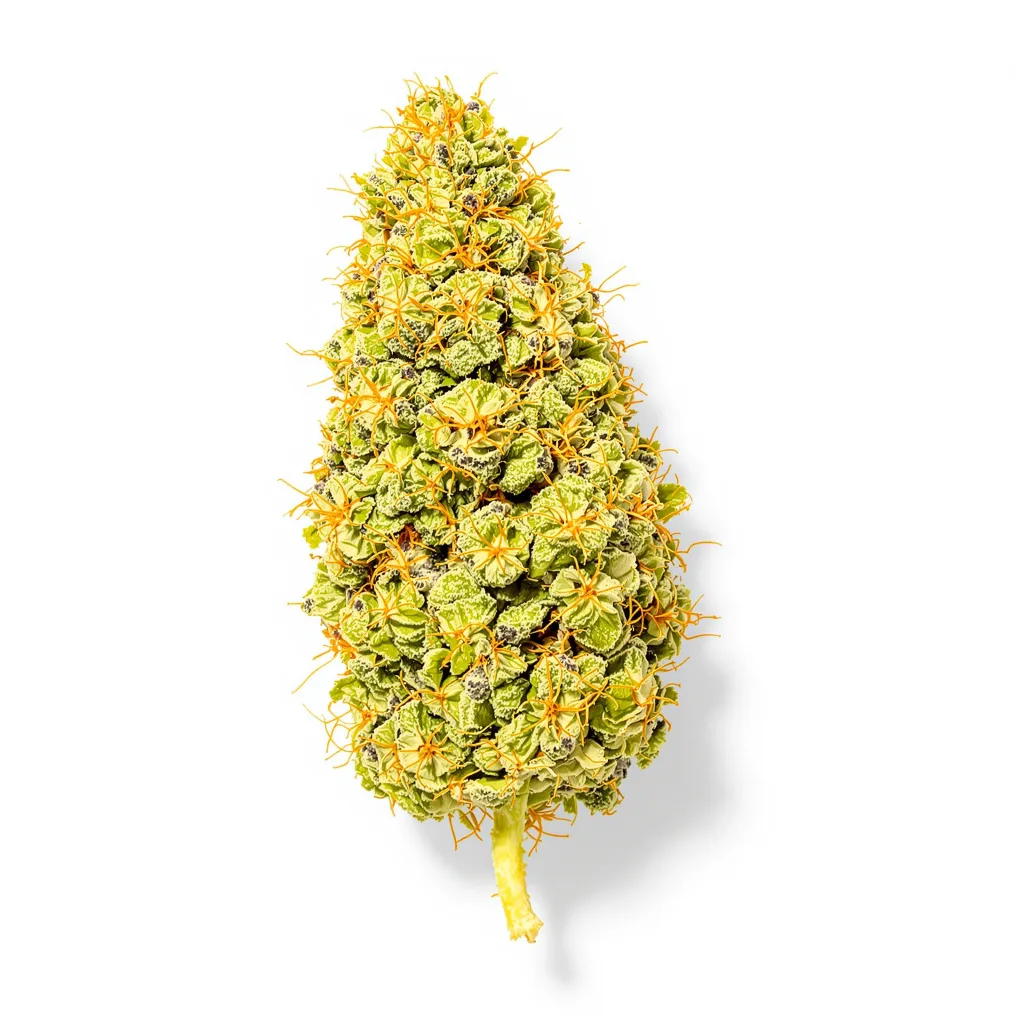 Acapulco Gold 20% indica / 70% sativa — flor con tricomas visibles