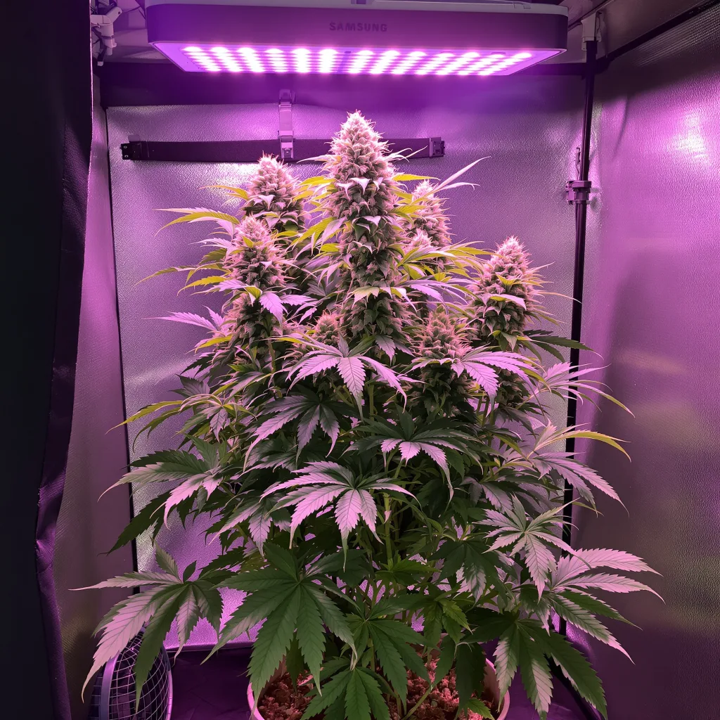 Planta de cannabis Ace Killer OG en fase de floración — 60-100 cm autofloración