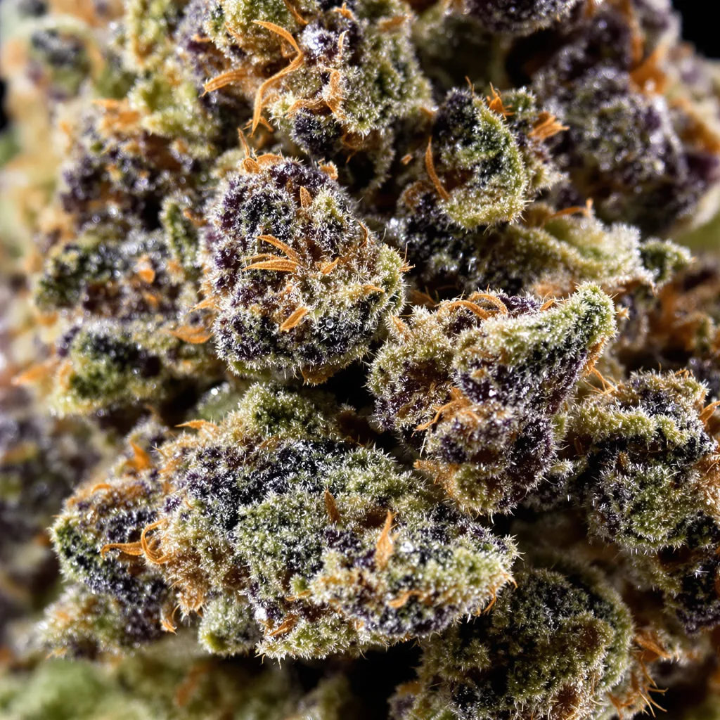 Primer plano de cogollo de cannabis Ace Killer OG mostrando cálices densos con tonos morados