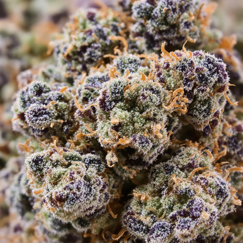 Primer plano de cogollo de cannabis Ace Killer OG mostrando cálices densos con tonos morados