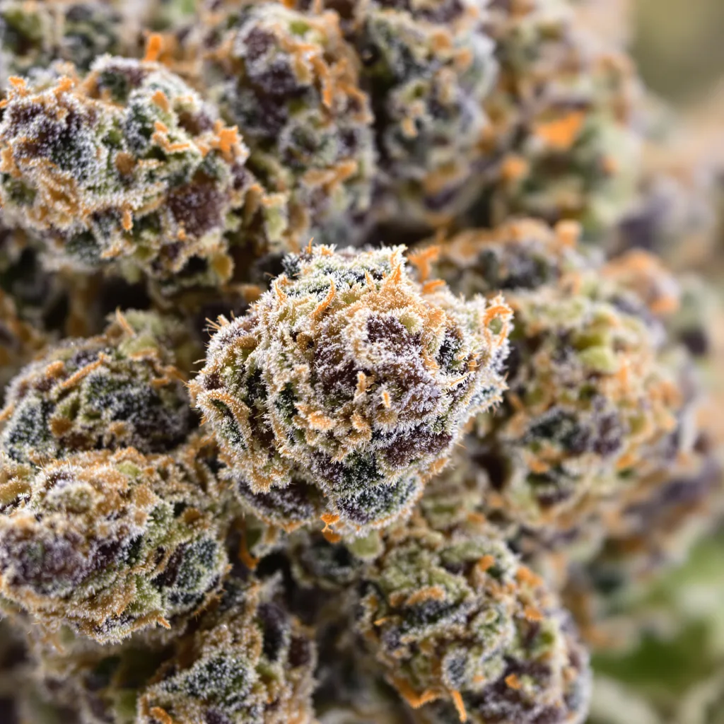 Primer plano de cogollo de cannabis Ace of Spades mostrando cálices densos con tonos morados