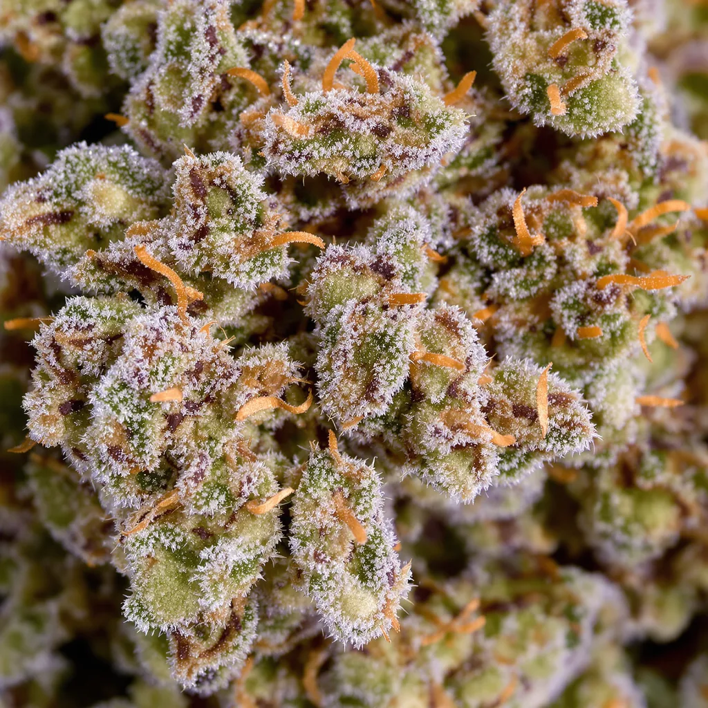Primer plano de cogollo de cannabis Adios mostrando estructura equilibrada con tricomas escarchados
