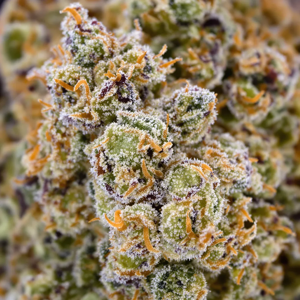 Primer plano de cogollo de cannabis Afghan Big Bud mostrando estructura equilibrada con tricomas escarchados