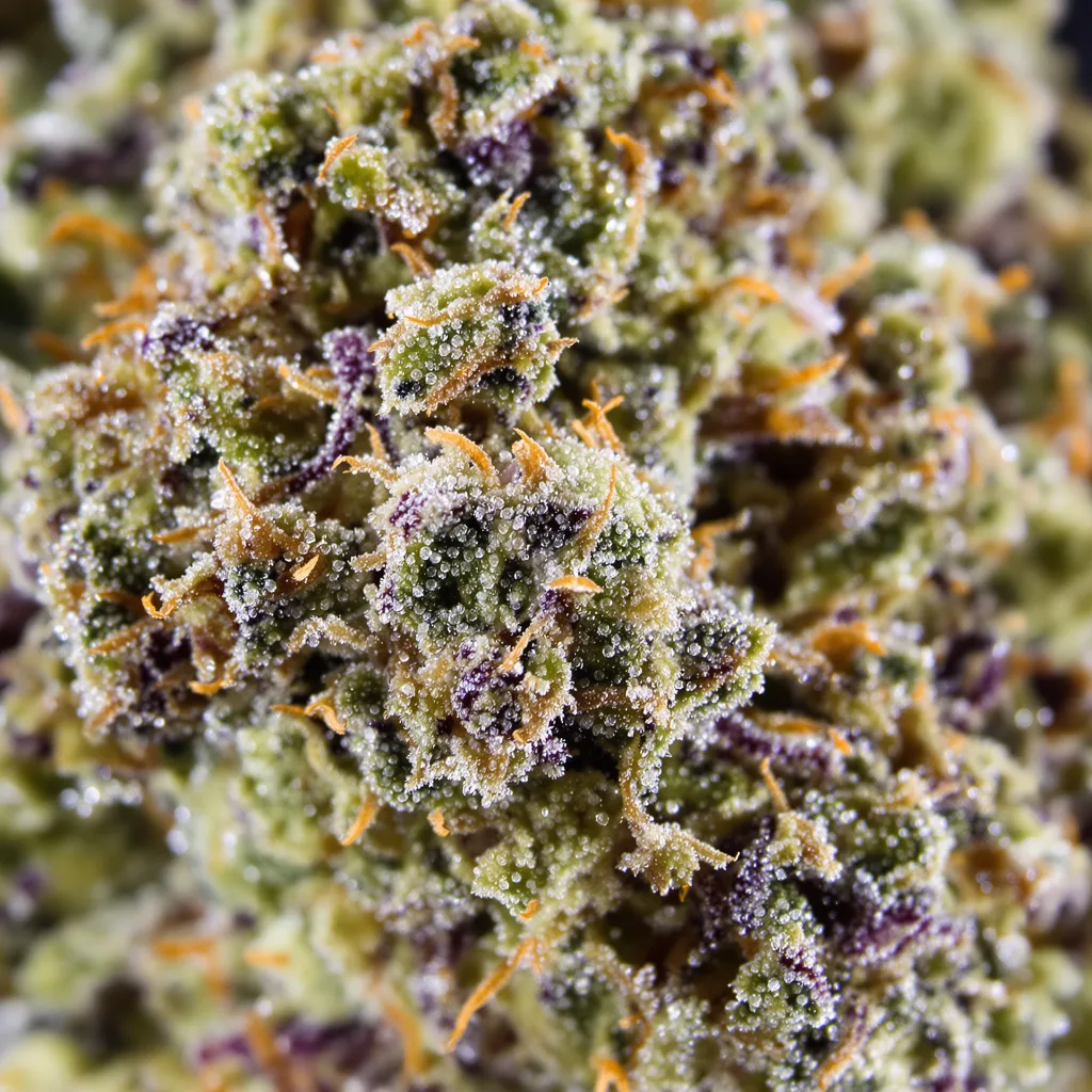 Primer plano de cogollo de cannabis Afghan Big Bud mostrando estructura equilibrada con tricomas escarchados