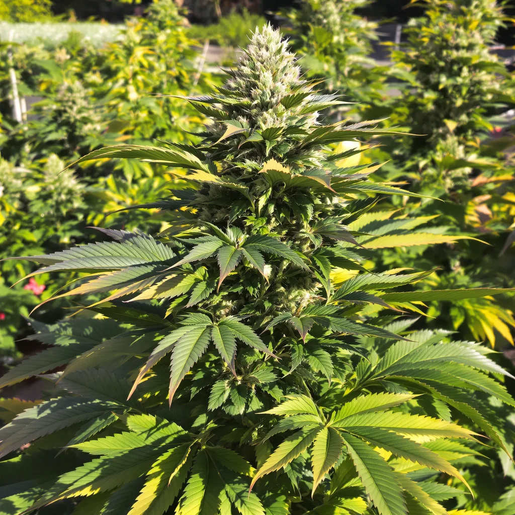 Afghan 70% indica / 30% sativa — flor con tricomas visibles