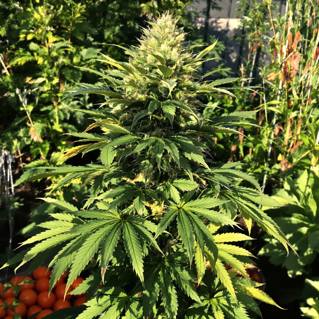 Afghan Skunk 69% indica / 31% sativa — flor con tricomas visibles