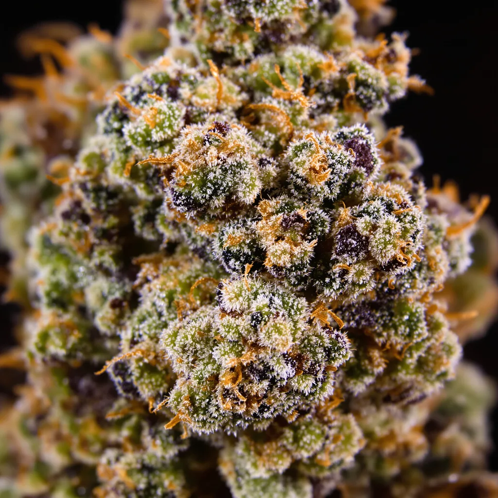 Primer plano de cogollo de cannabis Afghan Skunk mostrando cálices densos con tonos morados