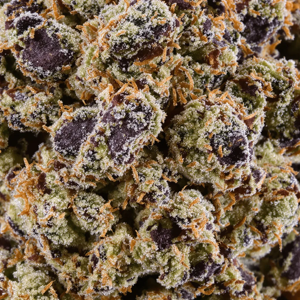 Primer plano de cogollo de cannabis Afgoo mostrando cálices densos con tonos morados