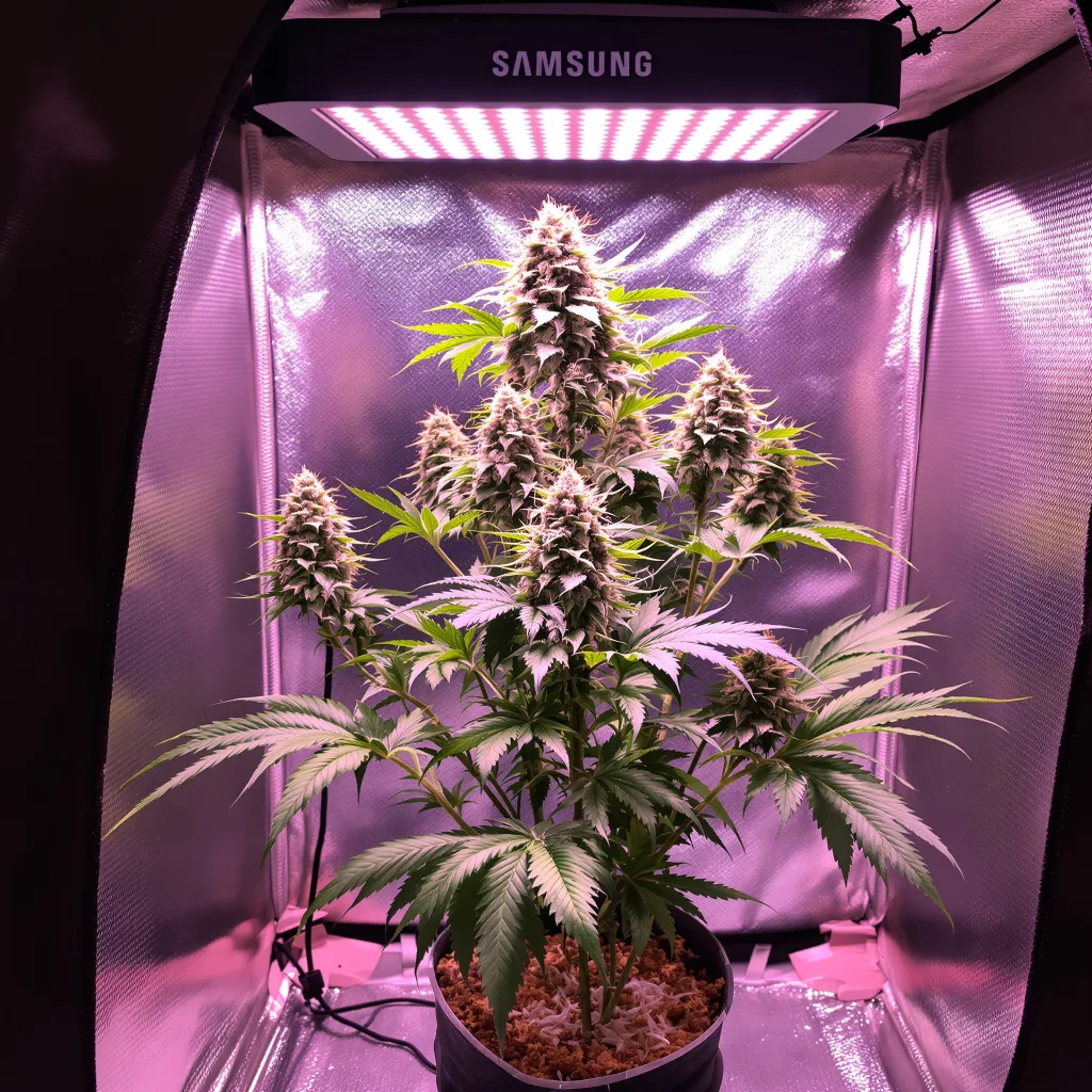 Planta de cannabis Afpak en fase de floración — 90-130 cm feminizada