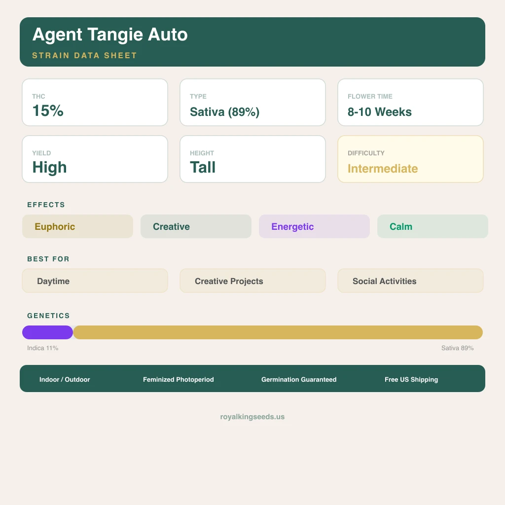 Agent Tangie 11% indica / 89% sativa — flor con tricomas visibles