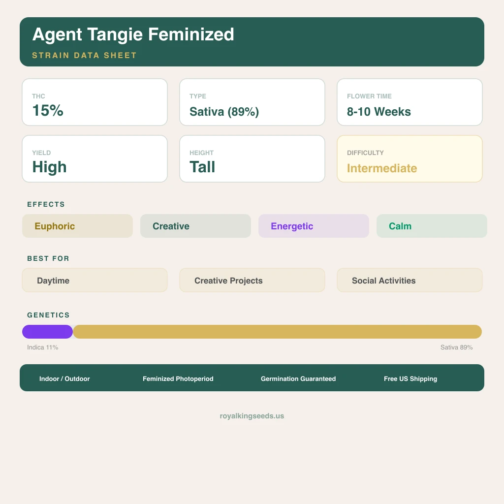 Agent Tangie 11% indica / 89% sativa — flor con tricomas visibles