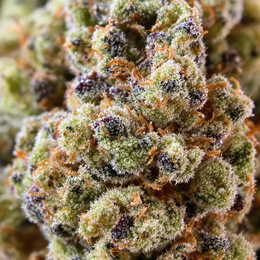 Primer plano de cogollo de cannabis AK-47 mostrando estructura equilibrada con tricomas escarchados