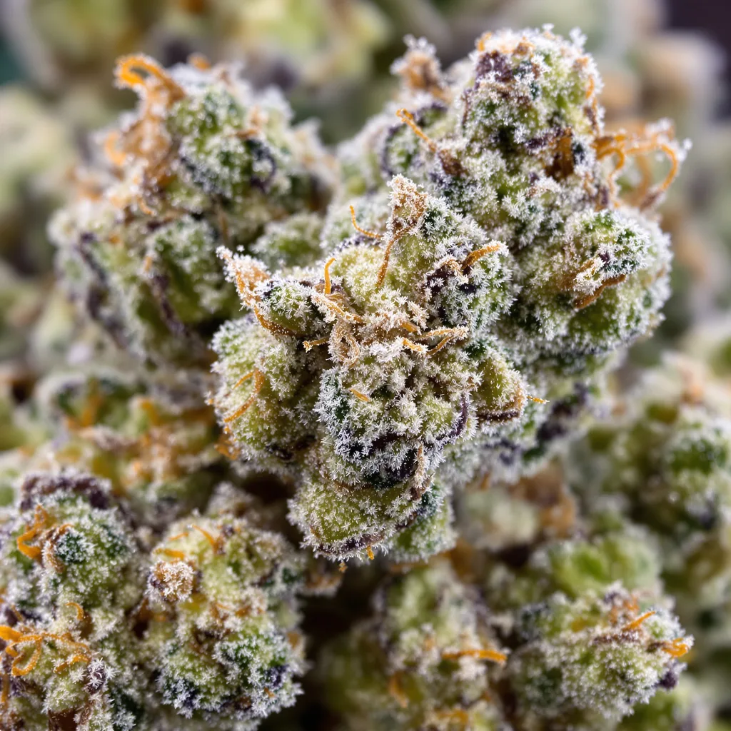 Primer plano de cogollo de cannabis AK-47 mostrando estructura equilibrada con tricomas escarchados