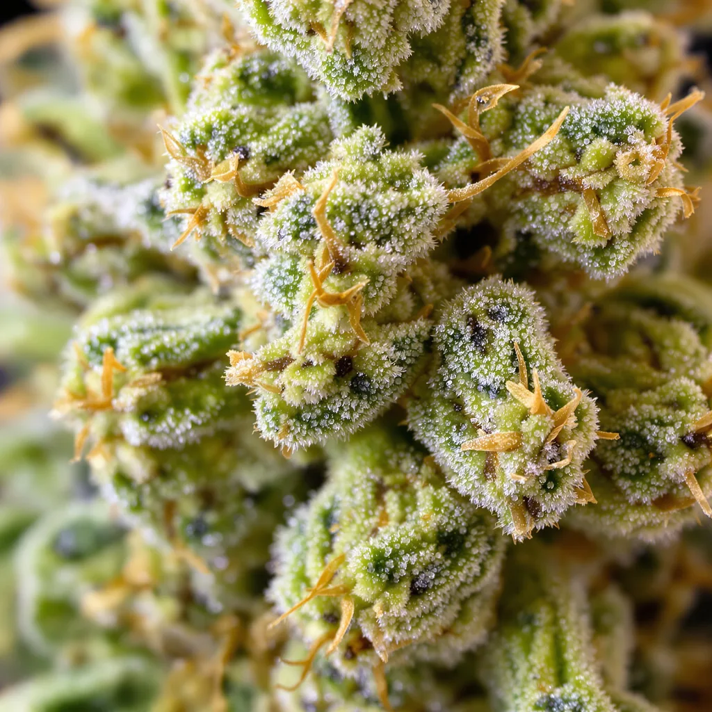 Primer plano de cogollo de cannabis AK mostrando estructura aireada verde lima