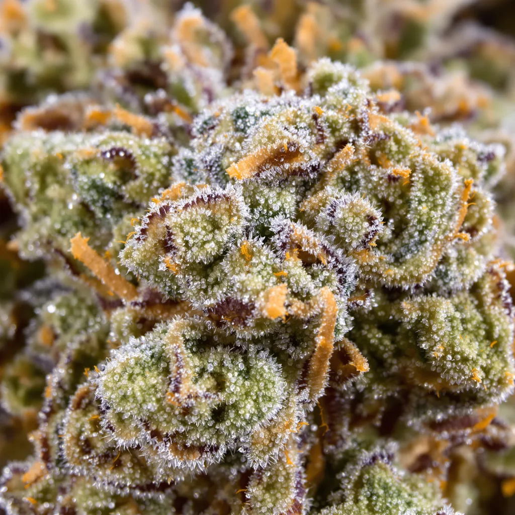 Primer plano de cogollo de cannabis Alchemy mostrando estructura equilibrada con tricomas escarchados