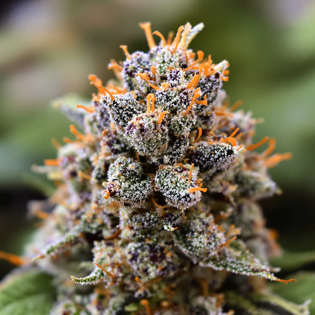 Primer plano de cogollo de cannabis Alien Dawg mostrando cálices densos con tonos morados