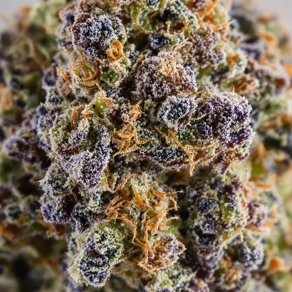 Primer plano de cogollo de cannabis Alien Mints mostrando cálices densos con tonos morados