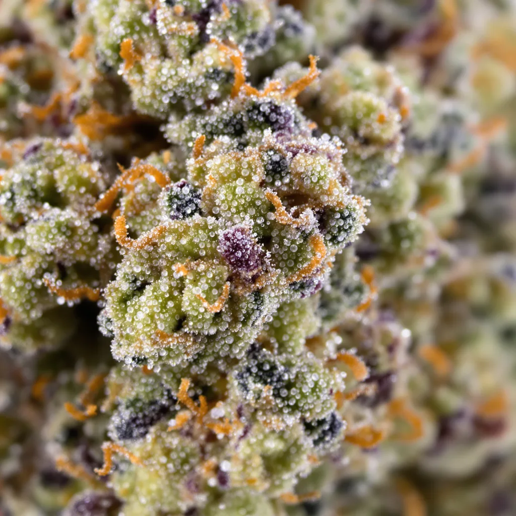 Primer plano de cogollo de cannabis Alien OG mostrando estructura equilibrada con tricomas escarchados