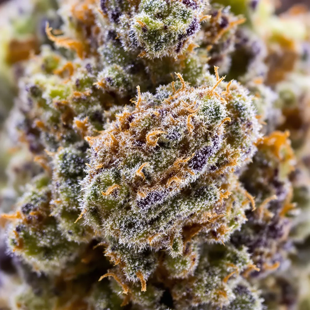 Primer plano de cogollo de cannabis Alien Rock Candy mostrando estructura equilibrada con tricomas escarchados