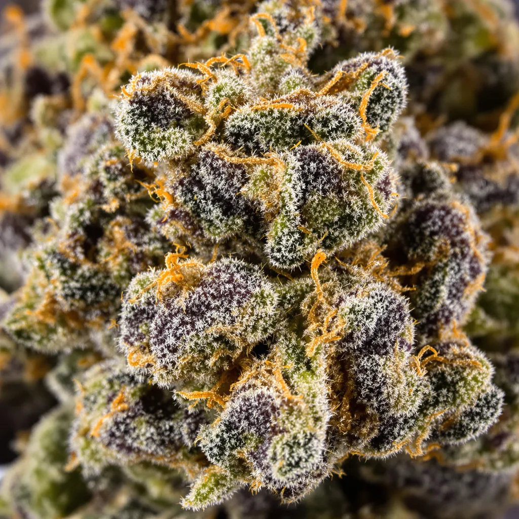 Primer plano de cogollo de cannabis Alien Technology mostrando cálices densos con tonos morados