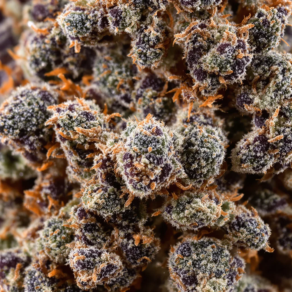 Primer plano de cogollo de cannabis Aliens On Moonshine mostrando cálices densos con tonos morados