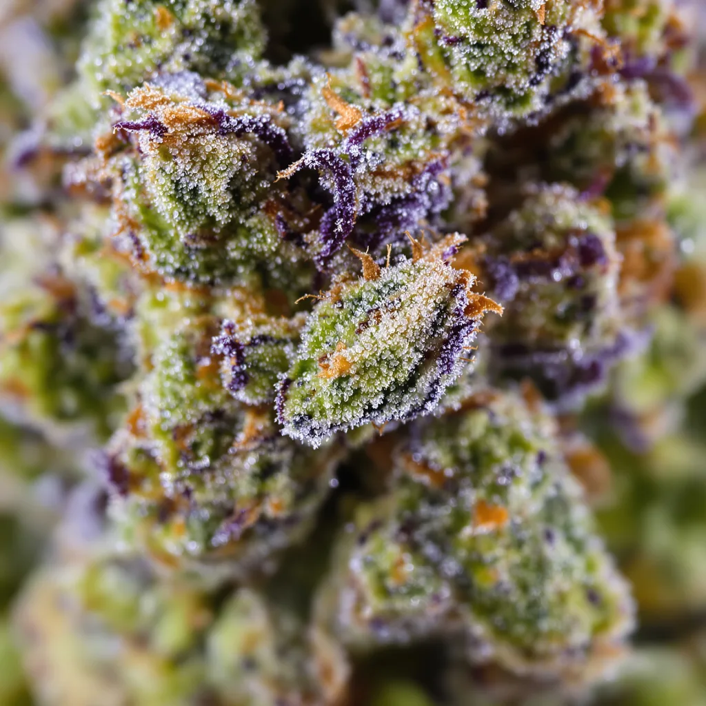 Primer plano de cogollo de cannabis Alpine Blue mostrando estructura equilibrada con tricomas escarchados