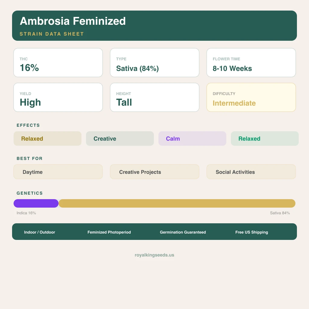 Ambrosia 16% indica / 84% sativa — flor con tricomas visibles