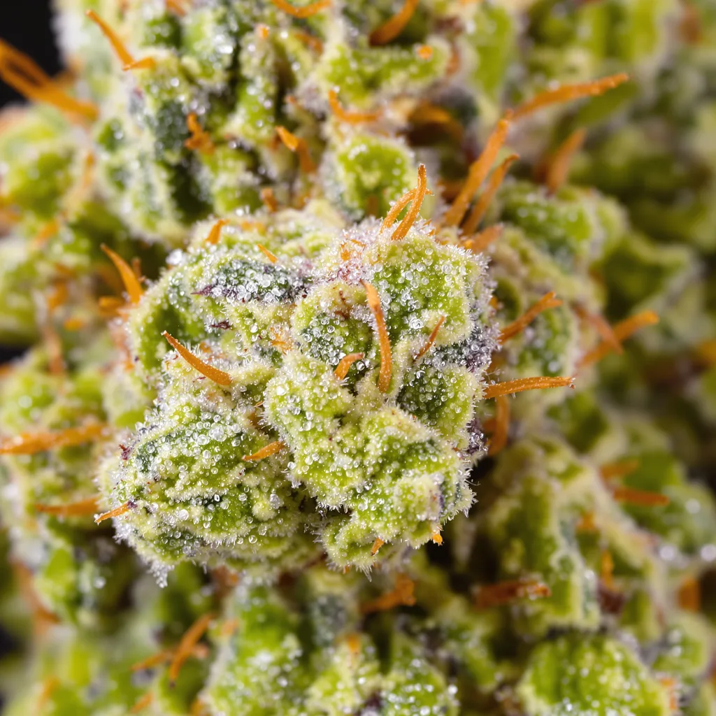 Primer plano de cogollo de cannabis American Haze mostrando estructura aireada verde lima